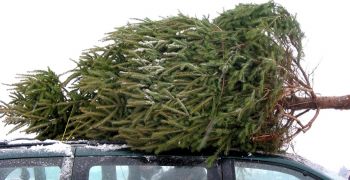 Free delivery on Christmas Trees