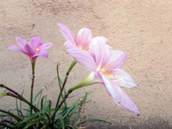 It's time to plant Colchicums
