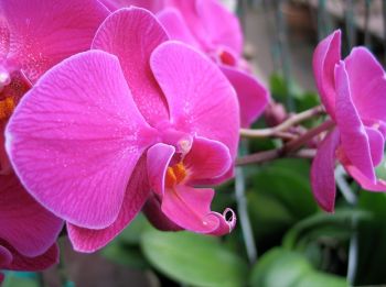 Bring orchids back into growth
