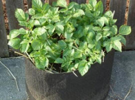 Potato container growing