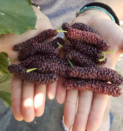 Mulberry (Morus) Giant Fruit