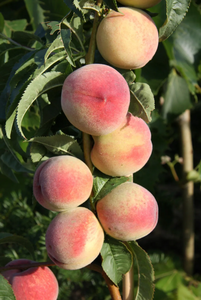 Peach (Prunus) Peregrine