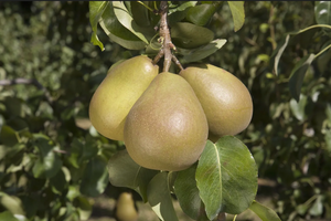 Pear (Pyrus) Beurre Hardy