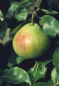 Pear (Pyrus) Catillac