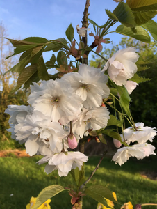 Prunus Blushing Bride (Shogetsu)