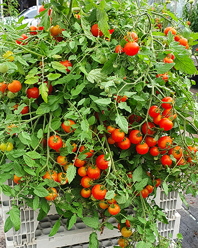 Tomato red profusion