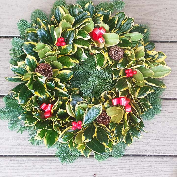 lyonshall nurseries smooth gold holly wreath