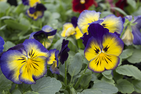 Pansy FP select Blue Sun