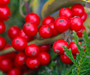 berried holly lyonshall nurseries