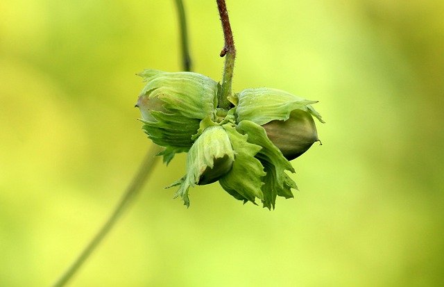 Filbert bush at Lyonshall Nursery