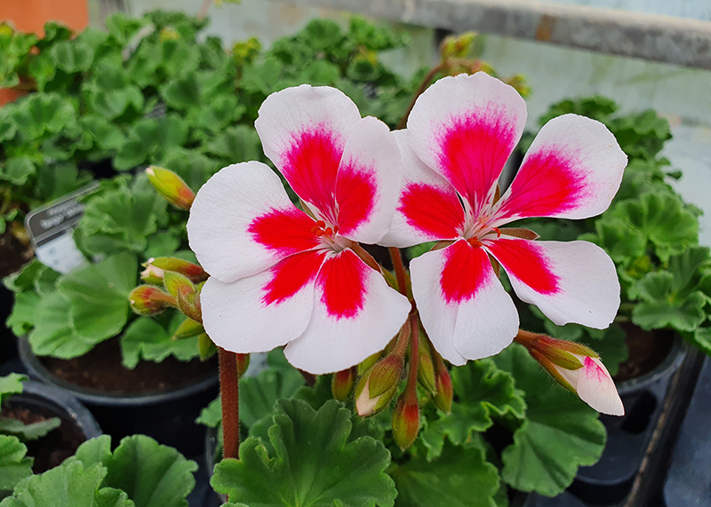 Geranium Tango White Splash Lyonshall