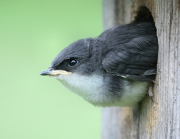 Looking after garden birds