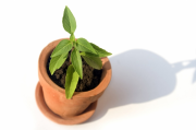 A container vegetable garden