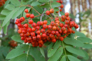 Small garden trees