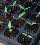 Seeds & Cuttings Seeds & Cuttings