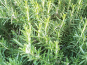 Herbs for tea Herbs for tea