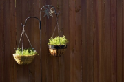 Edible hanging baskets Edible hanging baskets