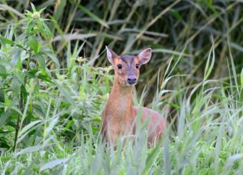 3 ways to stop deer damaging your garden