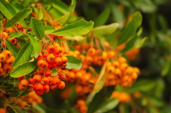 A bumper haul of berries