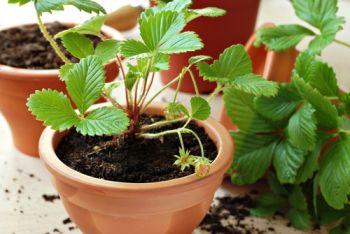 A container vegetable garden