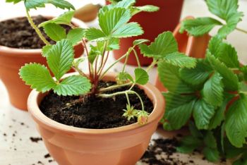 A container vegetable garden