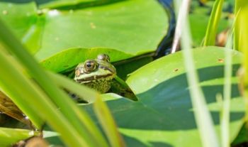 A helping hand to garden wildlife