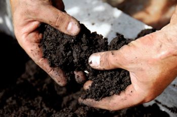 Add lime your soil if it’s a little too acidic