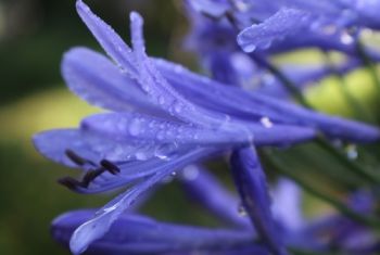 Agapanthus tips & tricks