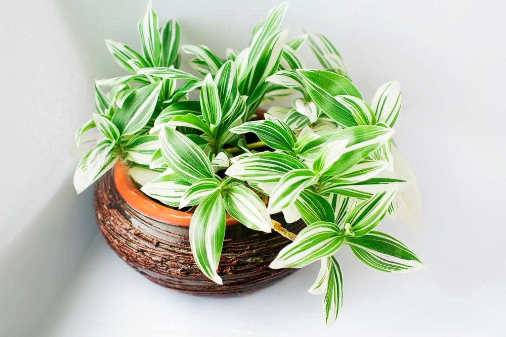 All about the Tradescantia - Lyonshall Nurseries and Garden Centre ...