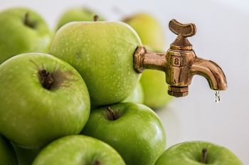 An orchard of ancient cider apple trees has been saved for the nation