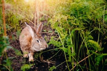 Avoid rabbit damage