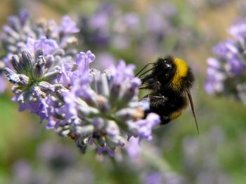 Bees love school gardens