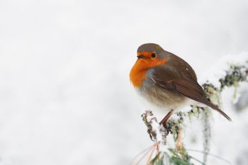 Binoculars at the ready: Big Garden Birdwatch