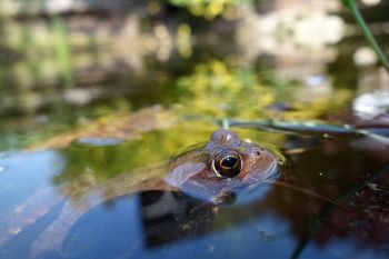 Britain is a nation of wildlife lovers