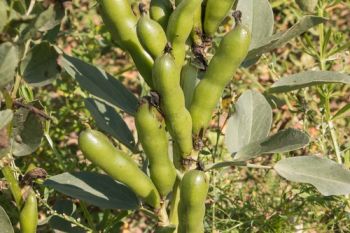 Broad bean plants