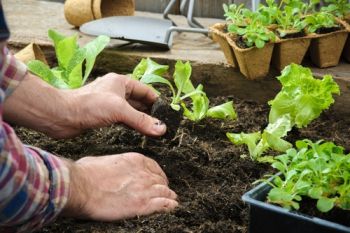 Delicious fresh greens to pick