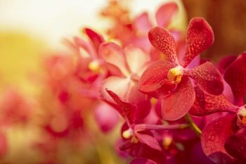 Displays of tropical Orchids