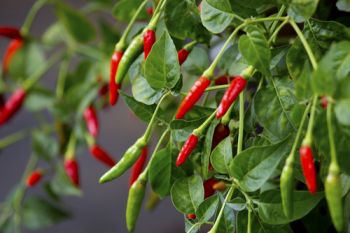 Dry and store chillies