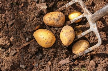 Earth up container-grown potatoes