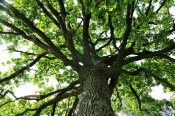 European Tree of the Year