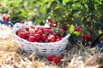 Getting ready for the fruiting season