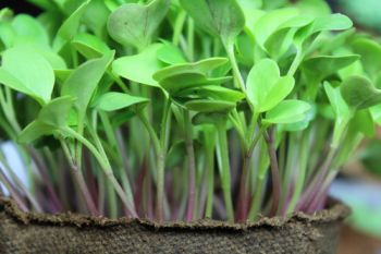 Grow microgreens