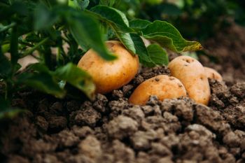 Grow super-early potatoes