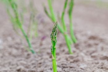 Grow your own asparagus