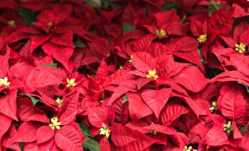 Happy National Poinsettia Day!