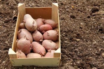 Harvest fresh, home-grown spuds!