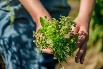 Herb harvesting time!