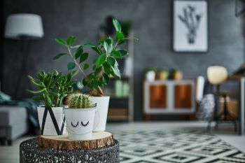 Houseplant happiness
