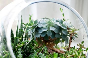 How to make a plant terrarium