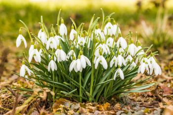 Ireland’s snowdrop season is about to begin